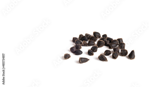 Rocket Larkspur seeds, macro. 1-2 mm pine cone shaped dried flower seeds also know as Wild Delphinium or Delphinium ajacis. Wildflowers known to attract hummingbirds, bees and butterflies. Isolated. photo