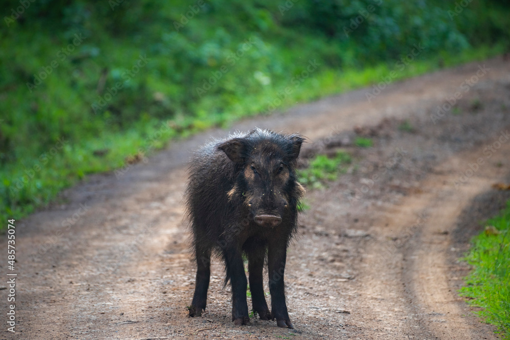Giant Forest Hog (Hylochoerus meinertzhageni) in Aberdare National Park, Kenya Giant Forest Hog (Hylochoerus meinertzhageni) in Aberdare National Park, Kenya
