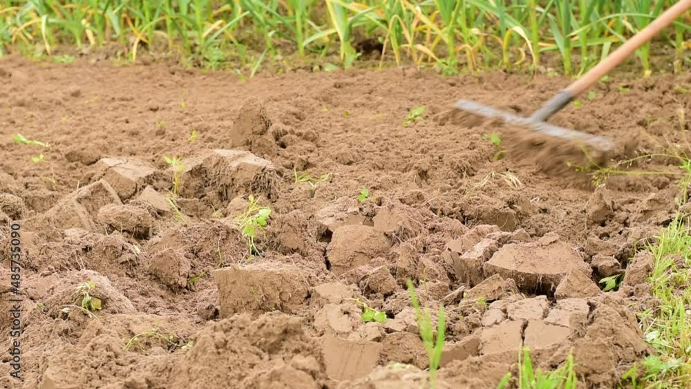 The farmer with an agricultural tool, a rake, levels the ground in the garden. The farmer with an agricultural tool, a rake, levels the ground in the garden.