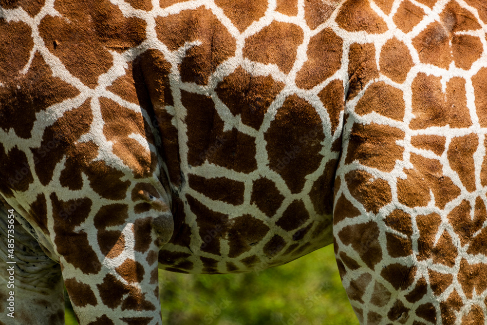 Reticulated Giraffe (Giraffa reticulata) at El Karama Ranch, Laikipia County, Kenya Reticulated Giraffe (Giraffa reticulata) at El Karama Ranch, Laikipia County, Kenya