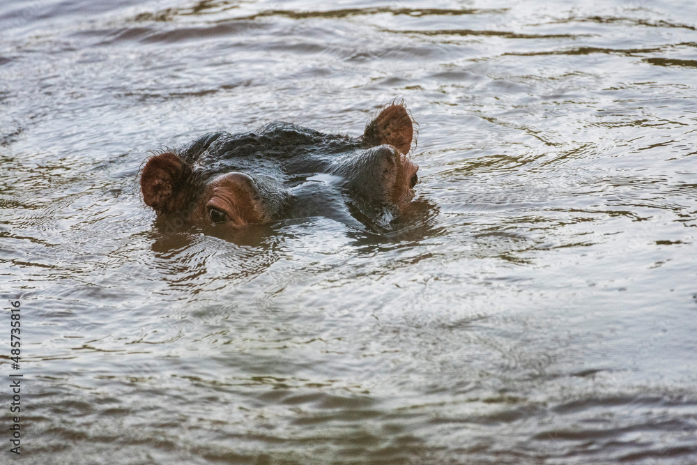 Fototapeta premium Hippo (Hippopotamus amphibius) at El Karama Ranch, Laikipia County, Kenya