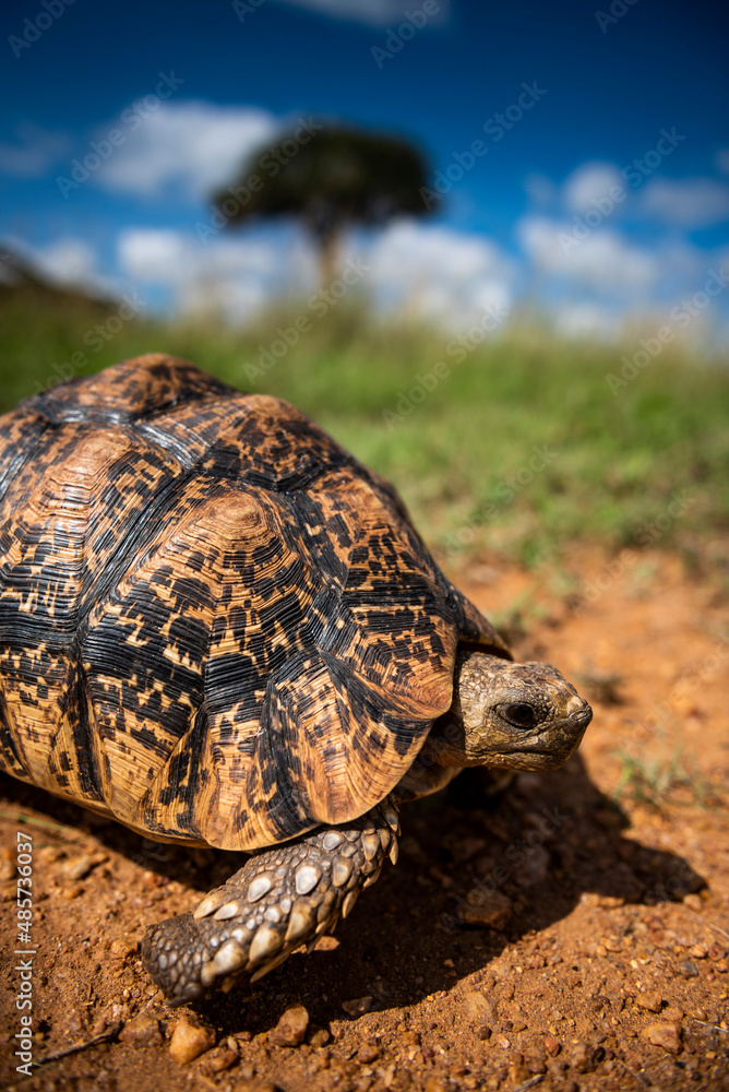 Tortoise (Stigmochelys) at El Karama Ranch, Laikipia County, Kenya Tortoise (Stigmochelys) at El Karama Ranch, Laikipia County, Kenya