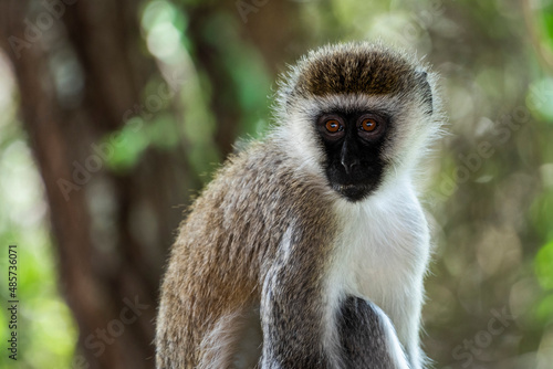 Vervet Monkey  Chlorocebus pygerythrus  at El Karama Ranch  Laikipia County  Kenya
