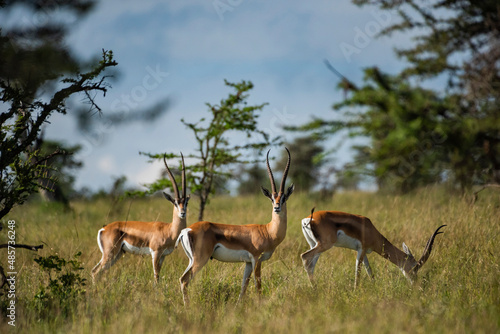 Grant's Gazelle (Gazella granti) at El Karama Ranch, Laikipia County, Kenya photo