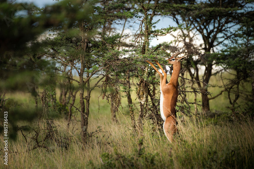 Gerenuk (Litocranius walleri) at El Karama Ranch, Laikipia County, Kenya photo