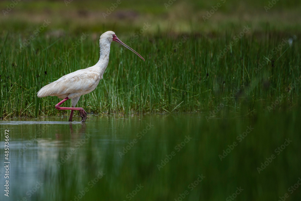 Naklejka premium African Spoonbill (Platalea alba) at El Karama Ranch, Laikipia County, Kenya