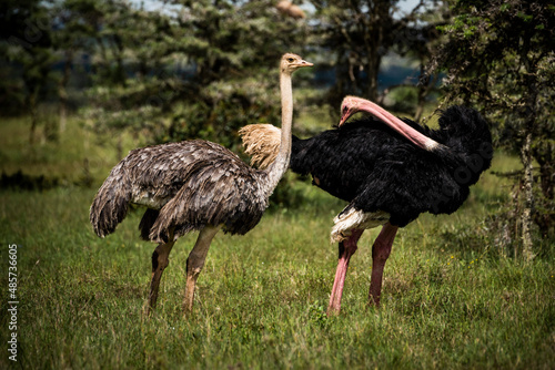 Ostrich (Struthio camelus) at El Karama Ranch, Laikipia County, Kenya photo