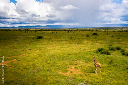 Reticulated Giraffe (Giraffa camelopardalis reticulata) at El Karama Ranch, Laik Fototapet