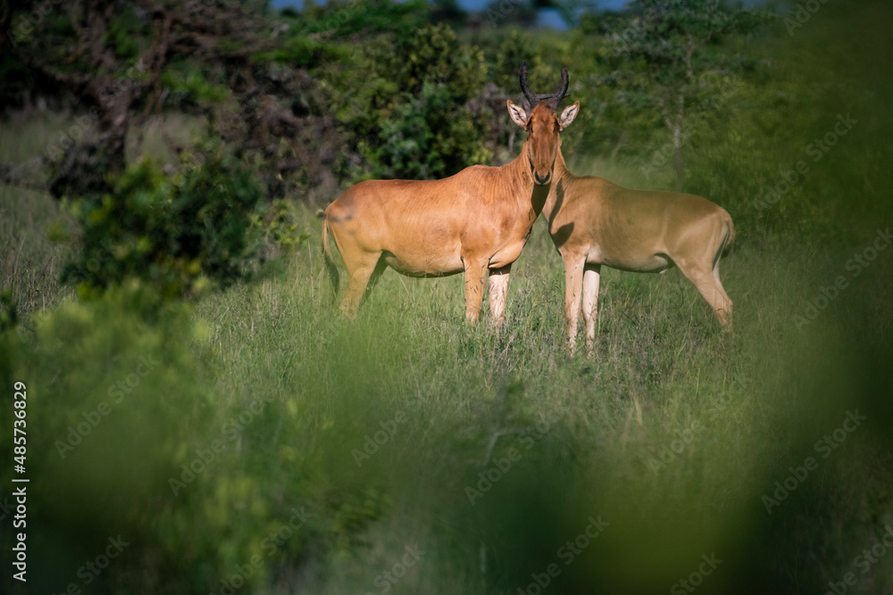 Hartebeest (Alcelaphus buselaphus aka Kongoni) at El Karama Ranch, Laikipia County, Kenya Hartebeest (Alcelaphus buselaphus aka Kongoni) at El Karama Ranch, Laikipia County, Kenya