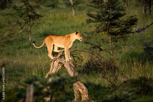 Lion (Panthera leo, female lioness) at El Karama Ranch, Laikipia County, Kenya
