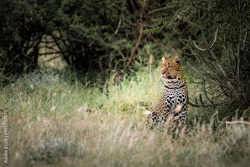 Leopard (Panthera pardus) on an African wildlife safari vacation at El Karama Ranch, Laikipia County, Kenya, Africa photo
