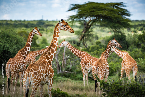 Reticulated Giraffe  Giraffa camelopardalis reticulata  at Sosian Ranch  Laikipia County  Kenya