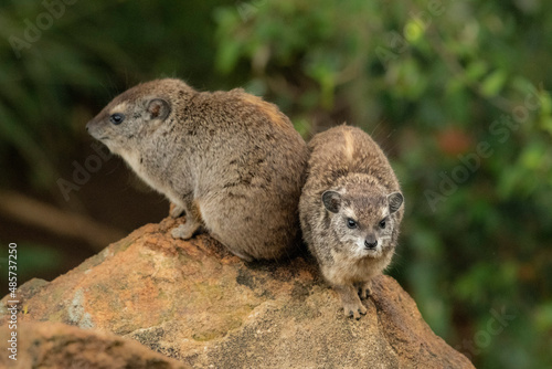 The Rock Hyrax (Procavia capensis) at Sosian Ranch, Laikipia County, Kenya