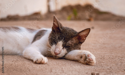 A beautiful kitten lying on the floor, close up of a cute sleeping cat © IHERPHOTO