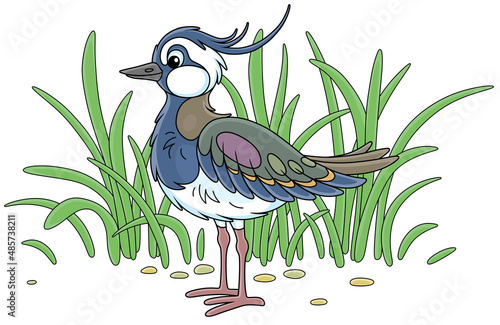 Small funny lapwing walking...