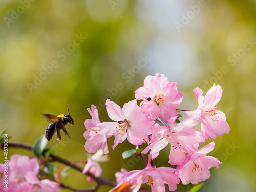 桜とクマバチ