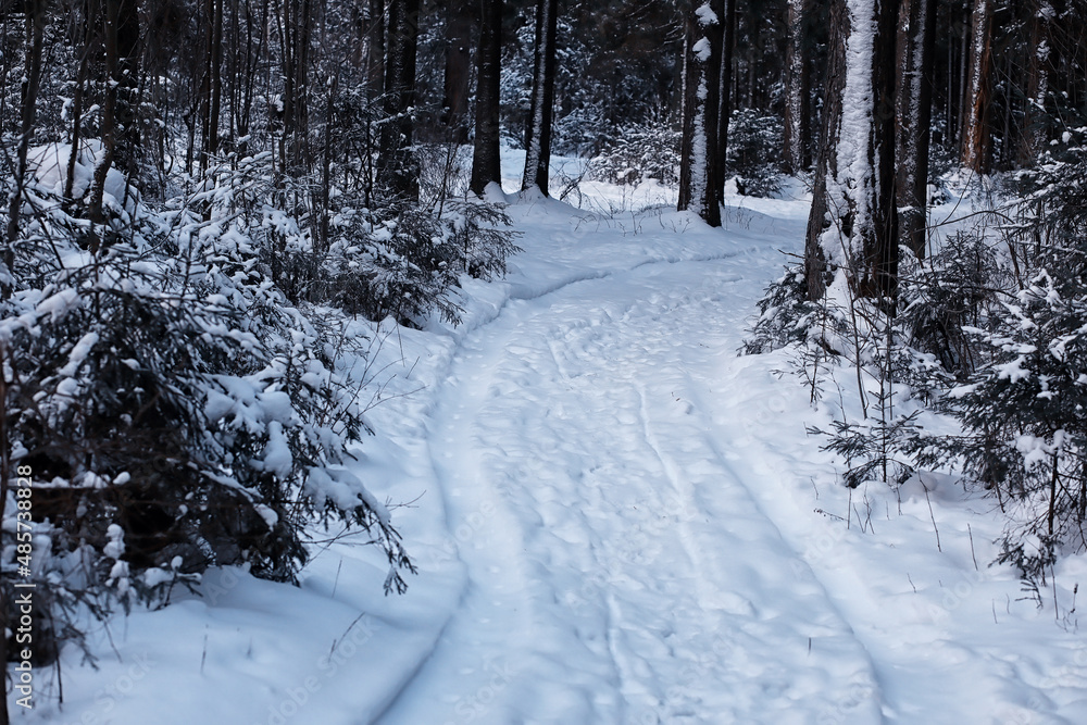 Winter forest. Landscape of the park in winter. Snow-covered trees at the edge.