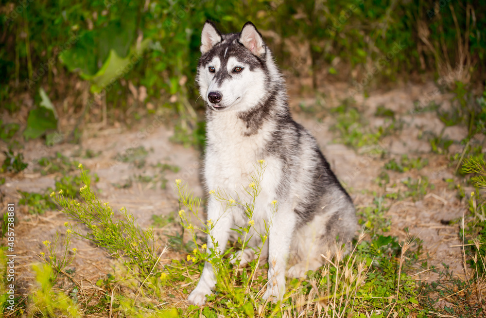 Husky dog walks in the park. Walk down the street with a big dog without a muzzle. Pedigree dog for the protection and protection. Eyes of different colors.