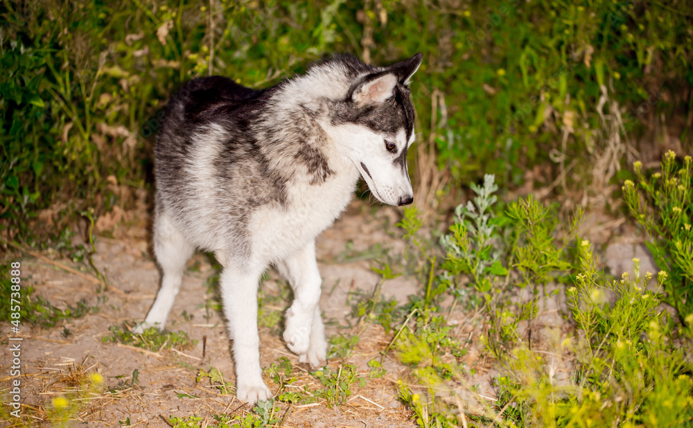 Husky dog walks in the park. Walk down the street with a big dog without a muzzle. Pedigree dog for the protection and protection. Eyes of different colors.