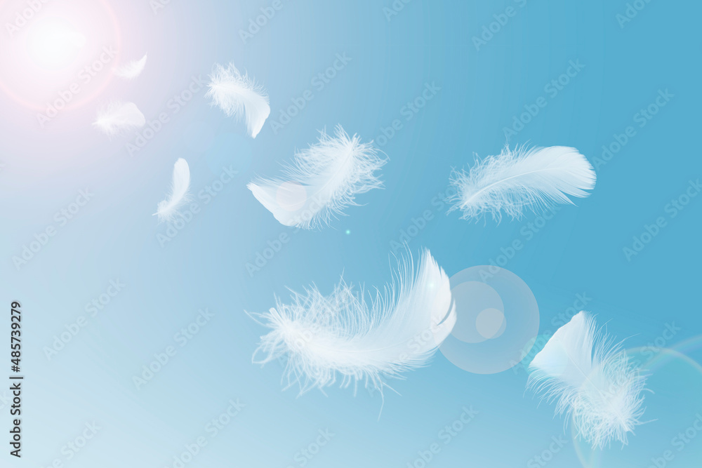 White feathers background. Falling flying fluffy swan, dove or angel w By  YummyBuum