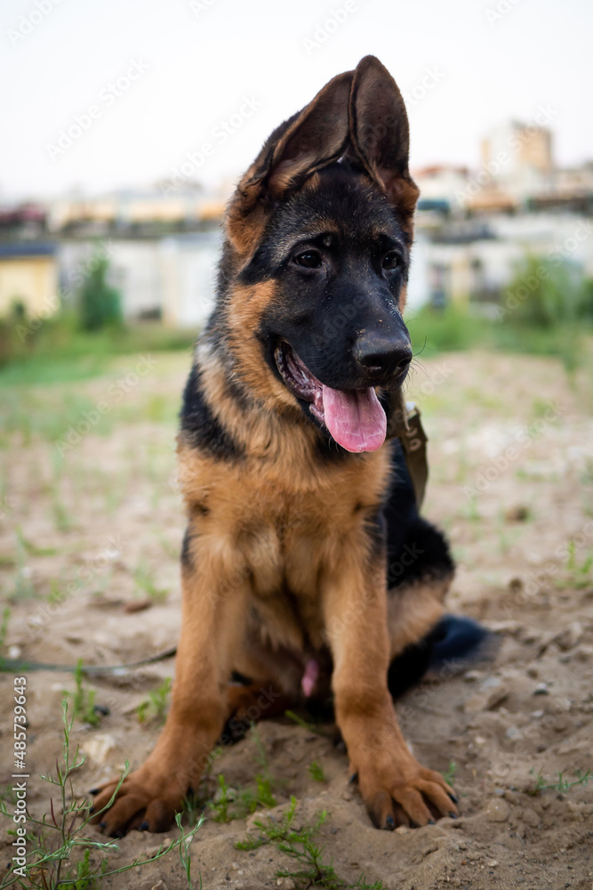 Naklejka premium Portrait of a German Shepherd puppy.