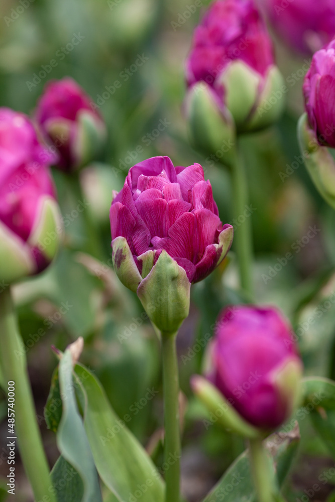 Beautiful photo of tulip. flower tulip garden spring nature. large buds of tulips. tulips growing in garden.