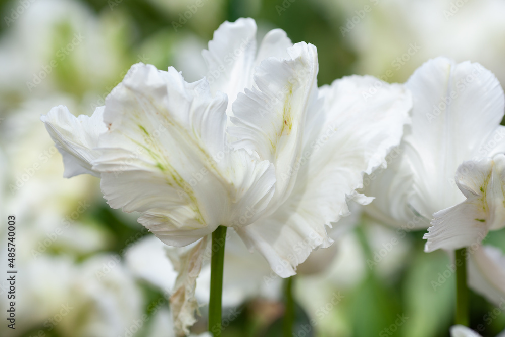 Beautiful photo of tulip. flower tulip garden spring nature. large buds of tulips. tulips growing in garden. Beautiful photo of tulip. flower tulip garden spring nature. large buds of tulips. tulips growing in garden.