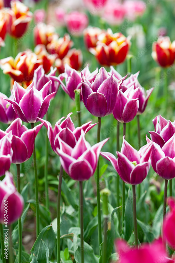 Beautiful photo of tulip. flower tulip garden spring nature. large buds of tulips. tulips growing in garden.