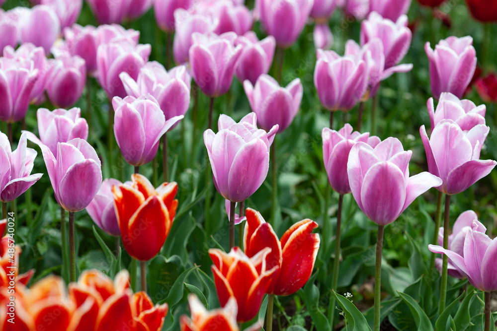 Beautiful photo of tulip. flower tulip garden spring nature. large buds of tulips. tulips growing in garden.