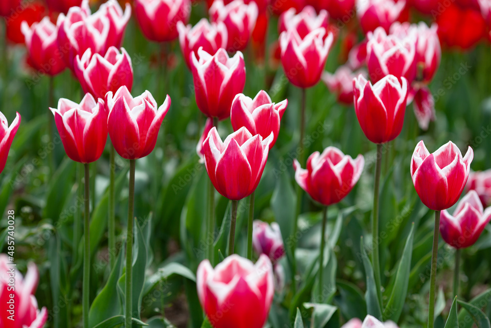 Beautiful photo of tulip. flower tulip garden spring nature. large buds of tulips. tulips growing in garden. Beautiful photo of tulip. flower tulip garden spring nature. large buds of tulips. tulips growing in garden.