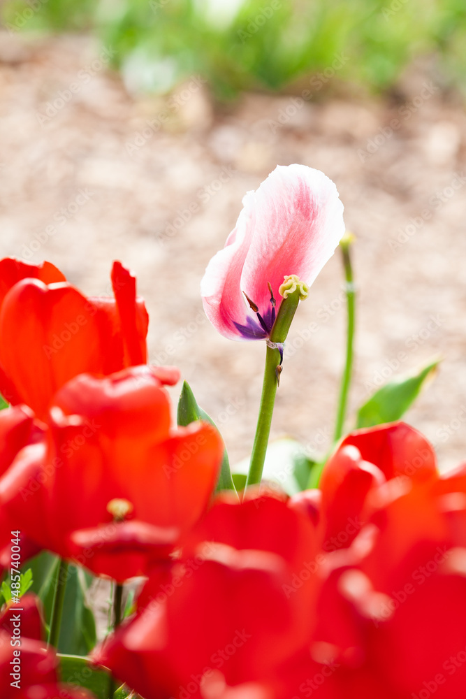 Beautiful photo of tulip. flower tulip garden spring nature. large buds of tulips. tulips growing in garden. Beautiful photo of tulip. flower tulip garden spring nature. large buds of tulips. tulips growing in garden.