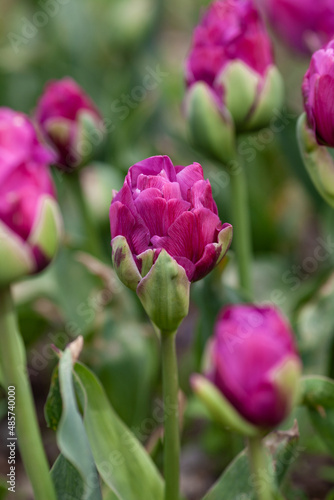 Beautiful photo of tulip. flower tulip garden spring nature. large buds of tulips. tulips growing in garden.