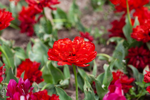 Beautiful photo of tulip. flower tulip garden spring nature. large buds of tulips. tulips growing in garden.