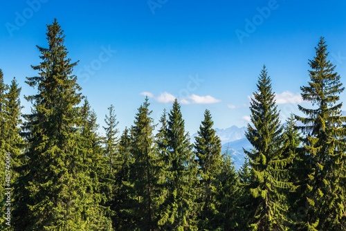 spruce trees on a sunny day. scenic summer landscape of natural park in poland. green outdoor nature background. high tatra ridge in the distance beneath a sky with clouds