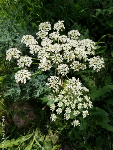 Colorado Wild Flowers in Mountain Meadows and on Hiking Trails