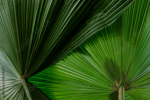 abstract palm leaf texture  dark green foliage nature background.