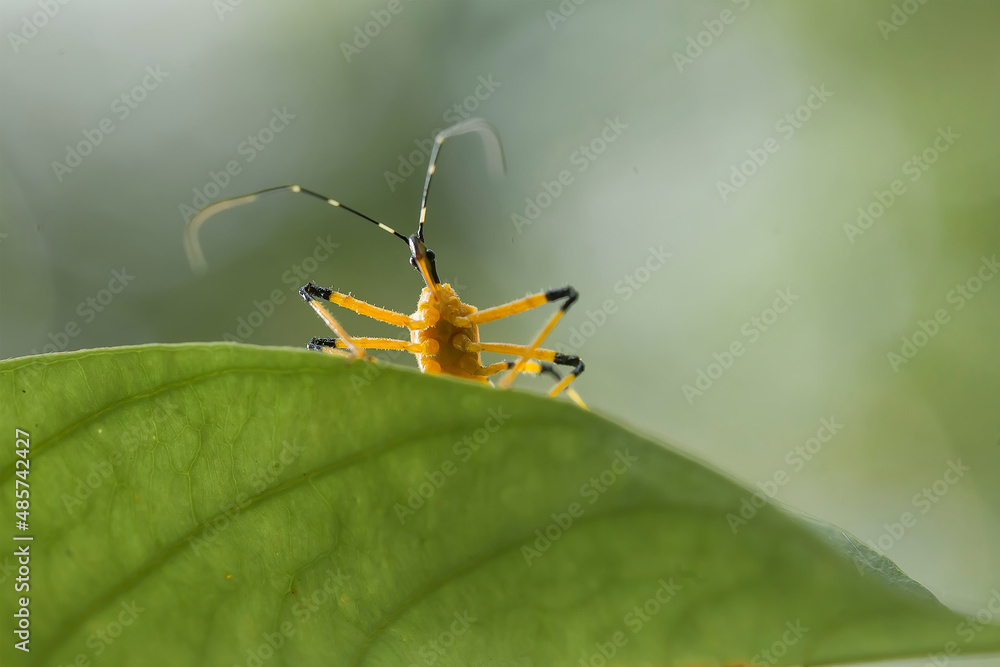 Insects and Spiders are different Kinds but they are an interesting ...