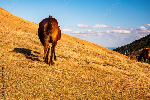 Wild horses on a hill at Cape Toi Miyazaki Japan