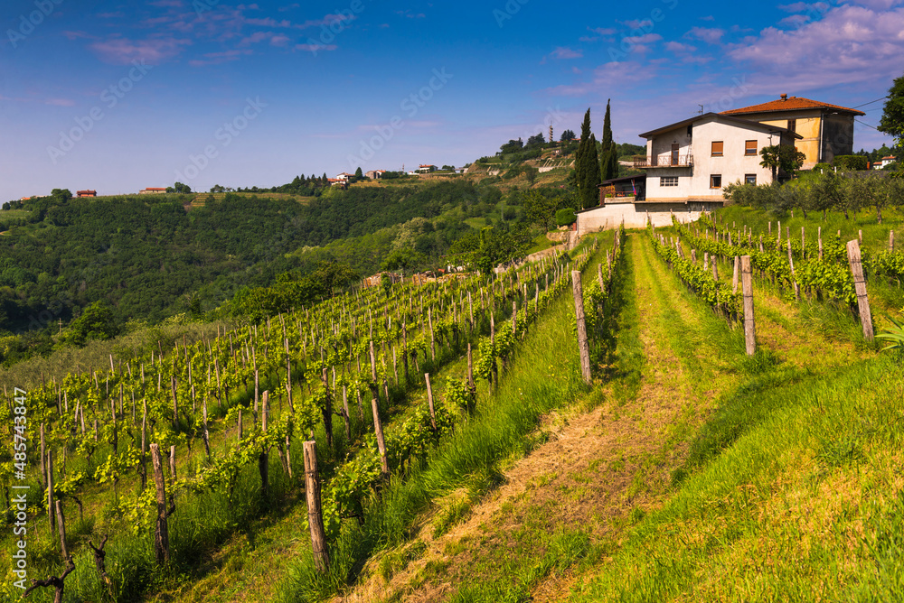 Gonjace, Goriska Brda, Slovenia. View of vineyards and Gonjace, Goriska Brda (Gorizia Hills), Slovenia, Europe