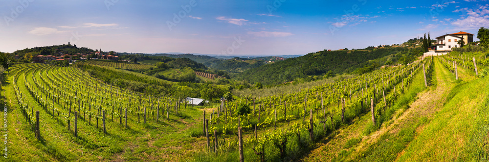 Kojsko, Goriska Brda, Slovenia. View of vineyards with Kojsko on the left and Gonjace on the right, Goriska Brda (Gorizia Hills), Slovenia, Europe - obrazy, fototapety, plakaty 