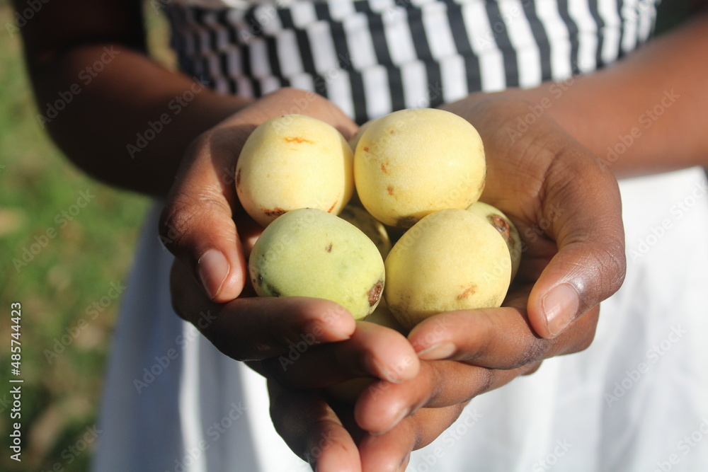 African Marula Tree Fruits African Marula Tree Fruits