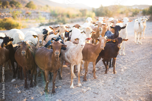 Quadro su tela Goat Herder, Mojacar, Andalucia, Almeria, Spain, Europe