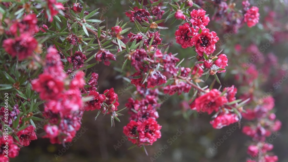 Tea tree or myrtle maroon flowers, leptospermum or manuka dark crimson bloom, ruby glow or red damask blossom, burgundy inflorescence. Rainy weather, rain water drops or raindrops falling. California. Tea tree or myrtle maroon flowers, leptospermum or manuka dark crimson bloom, ruby glow or red damask blossom, burgundy inflorescence. Rainy weather, rain water drops or raindrops falling. California.