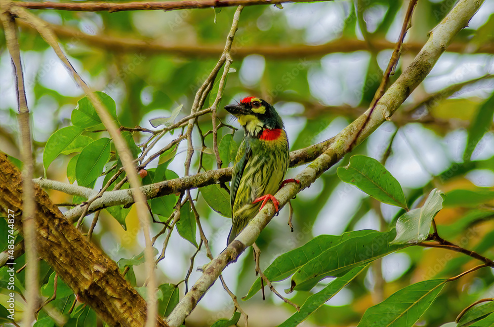 Obraz premium bird on a branch