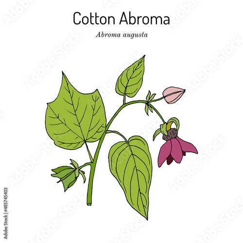 Cotton abroma Abroma augustum , medicinal plant