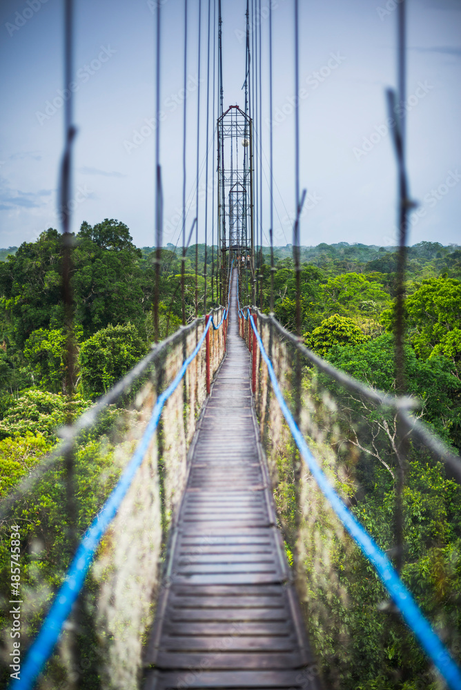 Obraz premium Jungle Canopy Walk in Amazon Rainforest at Sacha Lodge, Coca, Ecuador, South America