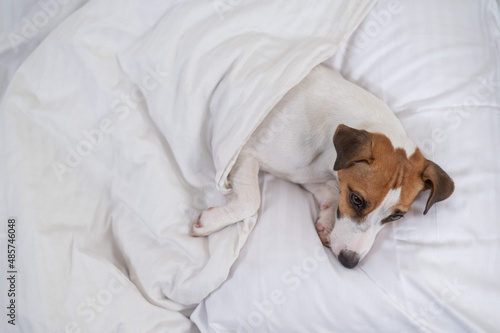 Jack Russell Terrier dog lies in bed under the covers. The pet sleeps in the bedroom. © Михаил Решетников