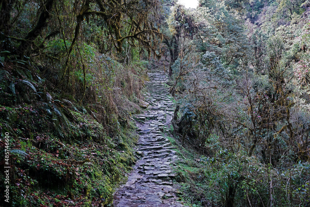 Rocky trail steps among natural landscape of green forest park Rocky trail steps among natural landscape of green forest park