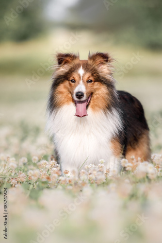 Adorable dog in blooming. Dog with flowers. Bright and positive spring or summer pet concept