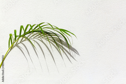 Green palm tree leaf shadow white texture wall, tropical leaves sunlight reflection background, plant branch shade backdrop, summer nature frame, floral pattern, foliage border decoration, copy space